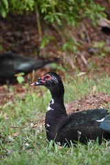 duck