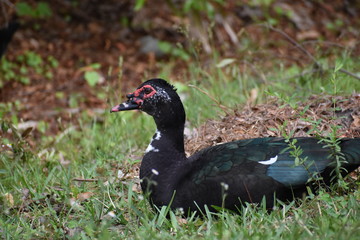 duck