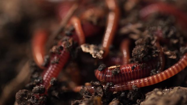 Closeup view 4k video of alive worms in black compost soil ready to use for fishing.