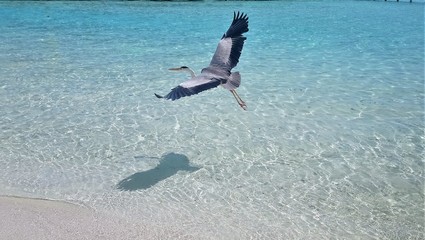 A beautiful heron flies over the clear azure water of the ocean in the Maldives.