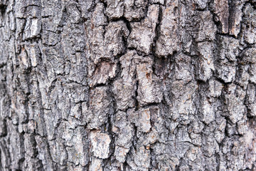 old tree bark