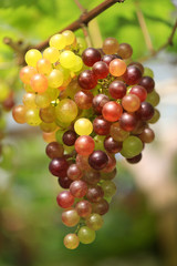 Close up a bunch of fresh grapes in the vineyard.