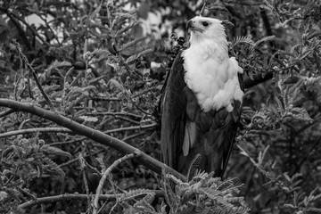 fisher eagle  © gionata