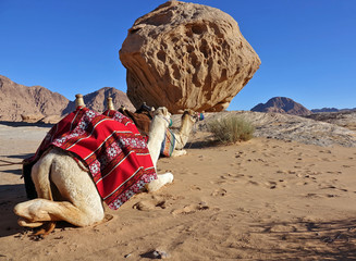 Fototapeta na wymiar Dromadaire dans le désert du Wadi Rum en Jordanie