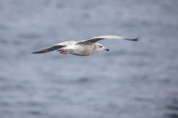 Obraz premium Seagulls sail in the wind and find small fish in upset sea 