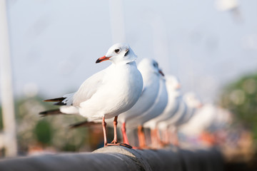 Seagull is standing on a bridge white cement rail above the sea, in Bangpoo Thailand