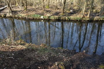 Der Fenngraben im Grunewald (Berlin)
