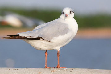 Seagull is standing on a bridge white cement rail above the sea and looking camera