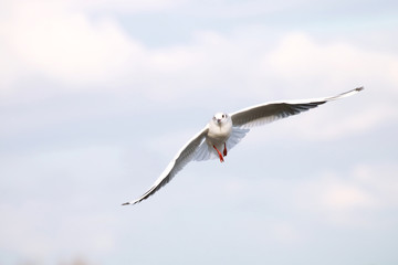 The Gulls is flying. Seagulls fly on blue sky