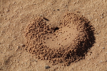 Tanière creusée par les fourmis dans le désert du Wadi Rum en Jordanie