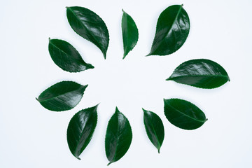 Fototapeta na wymiar Green leaves on white background. Flat lay, top view, space.