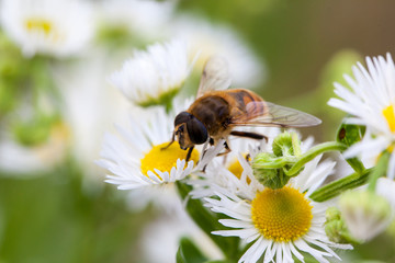 Bee in macro