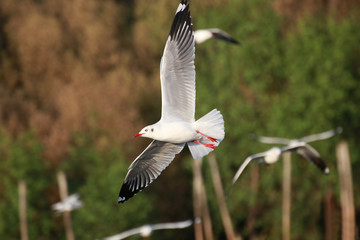The Gulls is flying. Seagulls fly in the forest