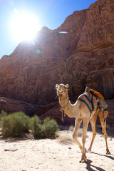 Dromadaire dans le désert du Wadi Rum en Jordanie
