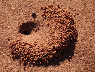 Tanière creusée par les fourmis dans le désert du Wadi Rum en Jordanie