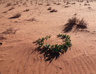 Plante d'Iris petrana ou l'iris noir, fleur nationale de la Jordanie, dans le Wadi Rum, Jordanie 