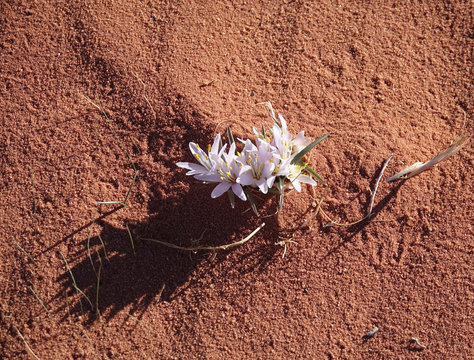 Gros plan d'une colchique crocus, Fleur du d&eacute;sert, Wadi Rum, Jordanie,