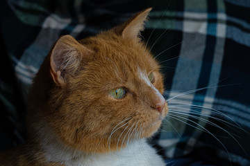 Close up view of large ginger tabby cat showing eyes long whiskers and nose
