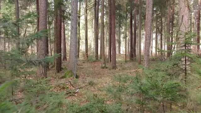 Skillful flying of drone through the forrest. Sun shining through trees.