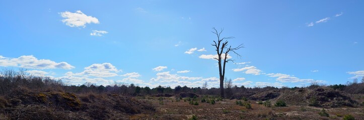One single tall dead oak tree still standing in a deseted sunny winter panoramic landscape with a blue sky and white clouds.