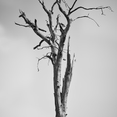 Dry dead tall oak tree standing bare and leafless on a sunny day in winter in black and white.
