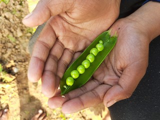 Hands present green bean or pea pods.Closeup of Man Farmer Hand Holding Fresh Ripe Green Pea in Garden DayLight Healthy Life Autumn Spring Harvest Concept Horizontal.