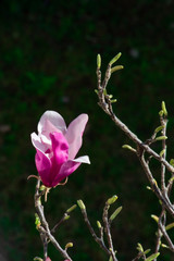 Obraz premium Fiore di magnolia x soulangeana di viola brillanti e bianco fiorendo sotto il sole di primavera