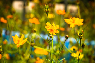 flower fields are yellow in the wildflowers on cool days on the roadside.