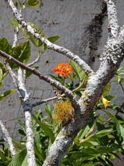 branch of tree in winter