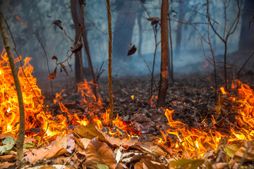 Rain forest fire disaster is burning caused by humans