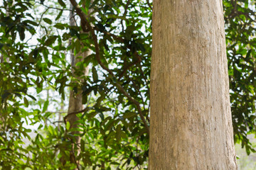 Teak Trees in Thailand precious hardwoods one of the last major areas of tropical forest in Asia