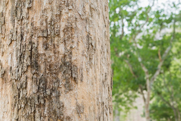 Teak Trees in Thailand precious hardwoods one of the last major areas of tropical forest in Asia