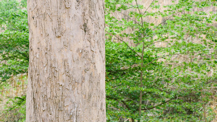 Teak Trees in Thailand precious hardwoods one of the last major areas of tropical forest in Asia