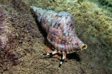 Triton's trumpet (Charonia tritonis), also known as the giant triton. Wild life animal.Underwater . Charonia lampas Dimensione 20 cm