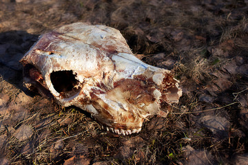 Cow's skull lying on the withered grass