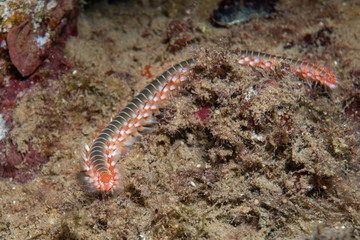 Obraz na płótnie Canvas Macro picture of a bearded fireworm (Hermodice carunculata).A centipede like marine worm swims through a coral reef in the Mediterranean.