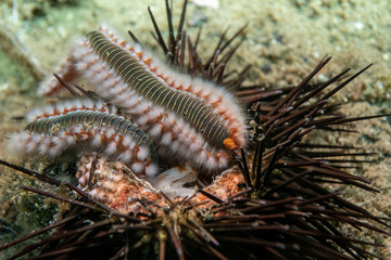 Macro picture of a bearded fireworm (Hermodice carunculata).The bearded fireworm (Hermodice carunculata) underwater  eats a sea urchin nut