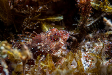 Obraz na płótnie Canvas Bearded Scorpionfish. Macro underwater photography.Scorpionfish, Scorpaenidae are a family of mostly marine fish that includes many of the world's most venomous species. 