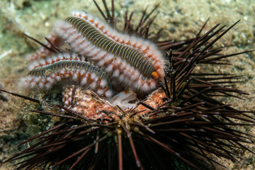 Macro picture of a bearded fireworm (Hermodice carunculata).The bearded fireworm (Hermodice carunculata) underwater  eats a sea urchin nut