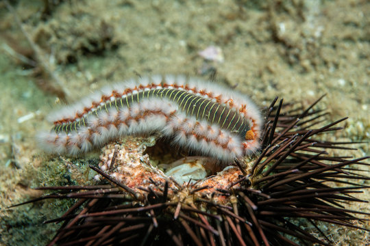 Amphinomidae Bilder Durchsuchen 667 Archivfotos, und