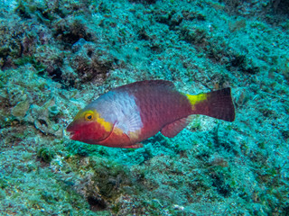 Mediterranean parrotfish (Sparisoma cretense), swimming above rocks