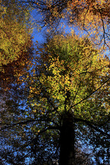 tree in autumn