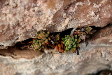 Stones&Plants