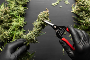 Trim before drying. Harvest weed time has come. Mans hands trimming marijuana bud. - obrazy, fototapety, plakaty