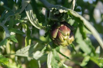alcachofa fondo, flor ecológica