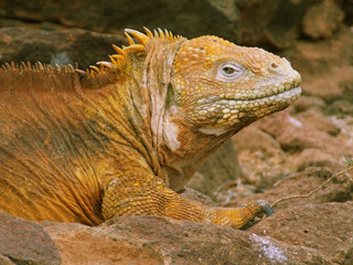 Primer plano de una iguana de tierra de las islas Gal&aacute;pagos de Ecuador
