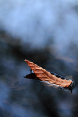 LEAF İN LAKE