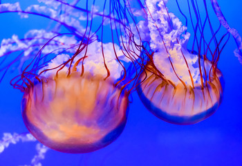 Colorful orange Sea Nettles jellyfish with blue background. Sea Nettles Chrysaora fuscescens are a...