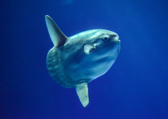 The ocean sunfish (Mola mola) is the largest bony fish in the world, weighing as much as 1000 kg. ...