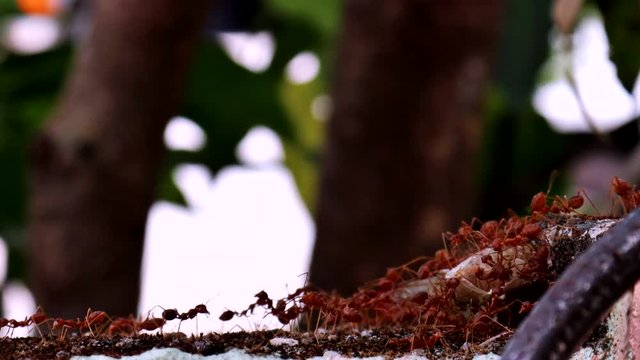 Ants are biting and carrying food into their nest. Close up of red ant walking on the wall blurred green leaf nature background. Oecophylla smaragdina Fabricius. Teamwork concept.